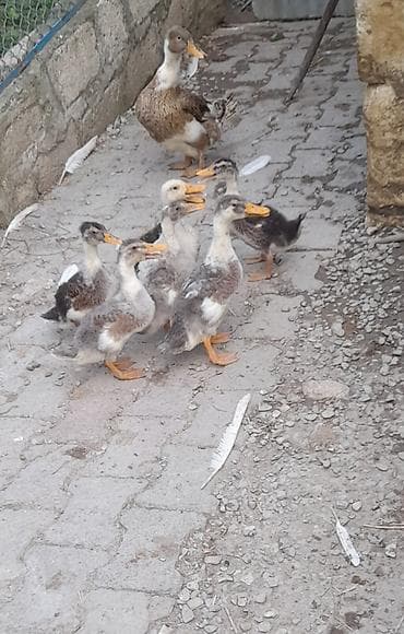 Ördəklər: Ördəklər 1 ana 7 bala satılır. barterde mümkündür baxır ne ile. elave — 2