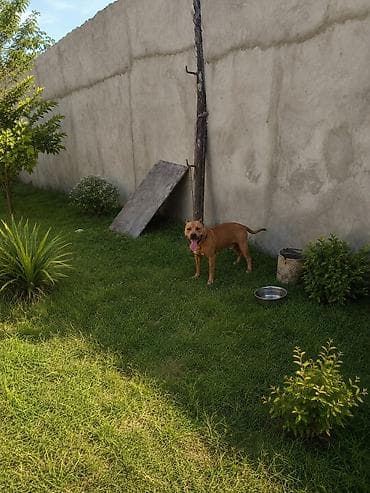 samoyed it: Pitbul, 1 il, Erkek, Peyvəndli, Ünvandan götürmə — 1