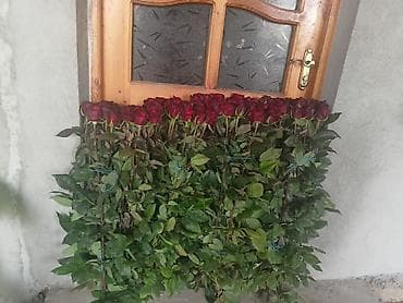 yuxuda gul ekmek: Qızılgül şitilləri – dibçəkdə, istixana yetişdirilməsi Məhsul: - — 9