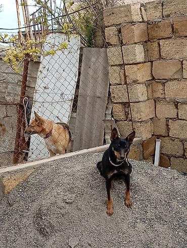 qus adlari azeri: Miniatür pinçer, 1 il, Dişi — 2