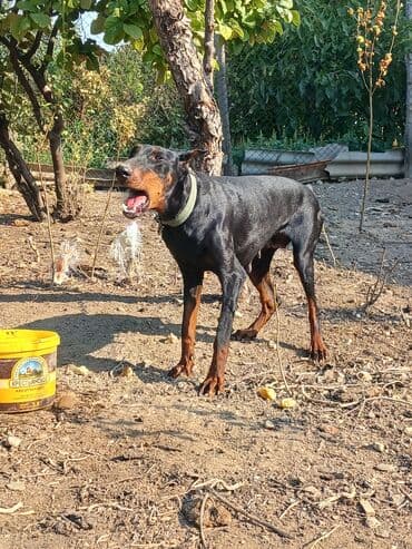 gencede itler: Doberman, 1 il, Dişi — 1