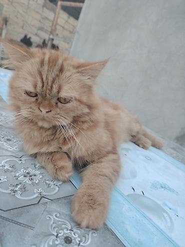 boyumeyen pisik: Fars, Erkək, Yaxşı əllərə, Ünvandan götürmə, Pulsuz çatdırılma — 2