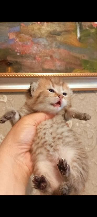 Digər heyvanlar: Britan, Erkək, Yaxşı əllərə, Ünvandan götürmə — 2