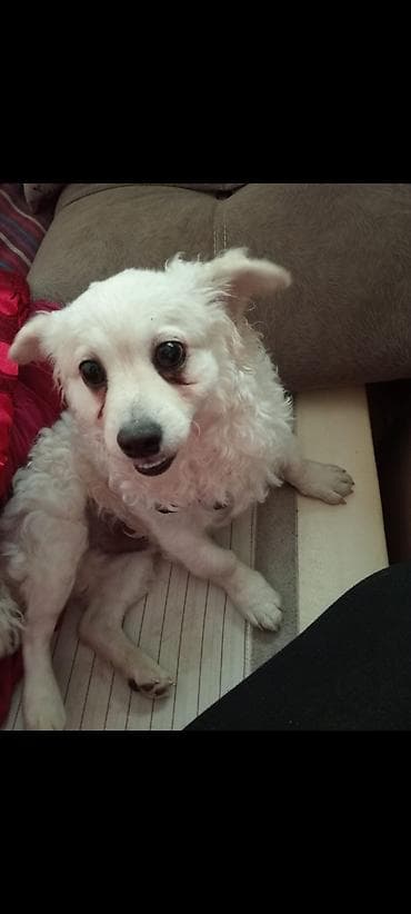 it kemerleri: Ağ rəngli kiçik ölçülü it – ev şəraitinə uyğun, mehriban və sakit — 1