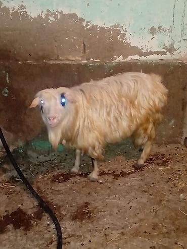 it pisik sekilleri: Dişi keçi satılır arpa ve yonca ile böyüyüb texmini çekisi 20 kilo — 2