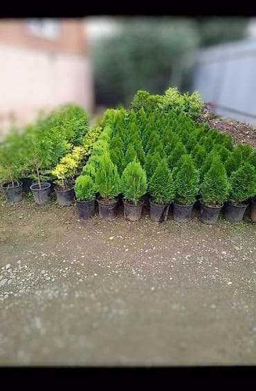 su şlanklari: Egzotik palma və dekorativ sukulent bitkiləri - Nolina (Elephant — 5