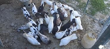 Salam kom tergidirem 30 ededti hamisi seçmə quşlardi - Növlər və