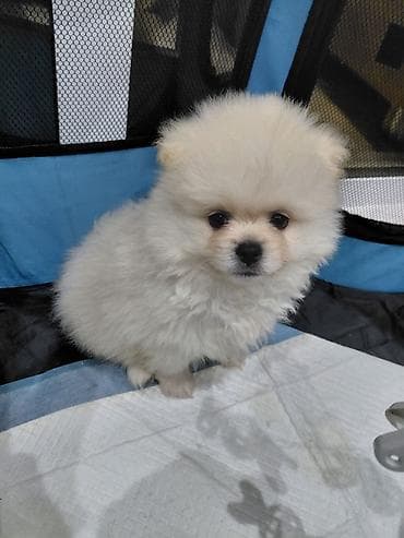 it sortu: Şpitz — 1