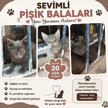 Rus mavi, Yaxşı əllərə, Pulsuz çatdırılma