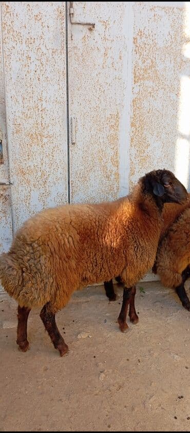 simental inekler azerbaycanda: Salam ünvan bakınin maştağa Kendi obşi 3 baş qoçlar qala sortu reyal — 5
