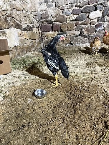 ucuz toyuq satisi: Salam 70 günlük OH şamo satılır fikri çidi olanlar yazsın çolpadı — 2