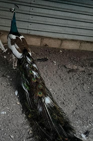qizil qus: Məhsul: Tavus quşu (erkək, uzun quyruqlu) Təsvir: - Nadir rəng — 3