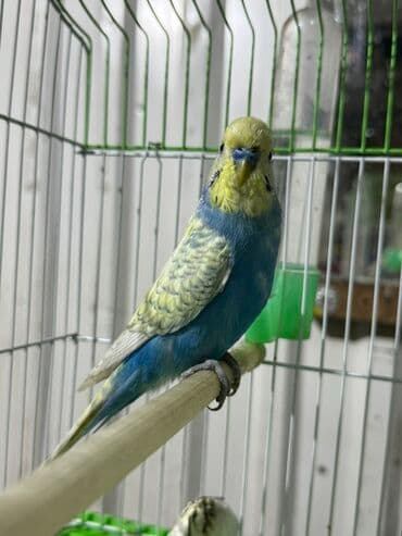 sudluk inekler satisi: Məhsul: Dalğalı tutuquşu (bajrigar) Təsvir: - Rəng çeşidi: mavi — 3