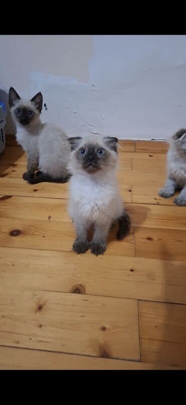 mingəcevir pişik: Şotland yastı qulaq — 8