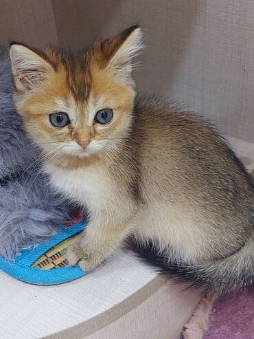 şotland pişiyi etibarlı əllərə verilir: Şotland, Dişi, Yaxşı əllərə, Ünvandan götürmə — 9