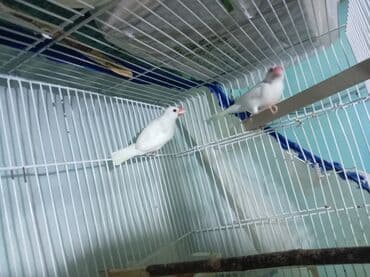 goyərcin yuvaları: Hazr cüt düm ağ risofka amadin, 2 dəfə bala verib çox gözəl balaya — 3