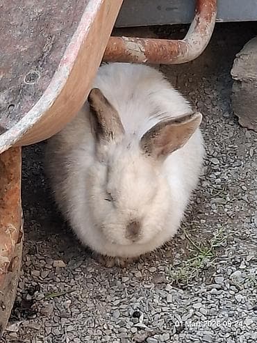 dovşam: Doşan Kaliforniya cinsidi 1 dişi 1 erkəkdi.Qiymıt iksine aitdir — 3