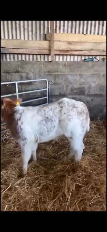 Atlar: Satılır: erkək balalıq (dana) Xüsusiyyətlər: - Rəng: ağ-qırmızı — 5