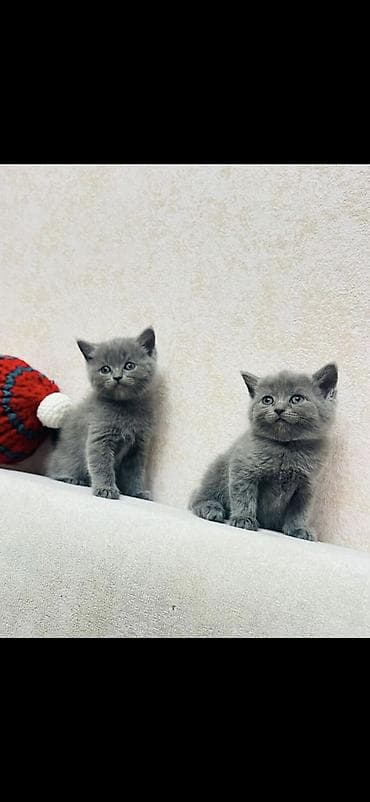 Britan, Erkək, Yaxşı əllərə, Ödənişli çatdırılma