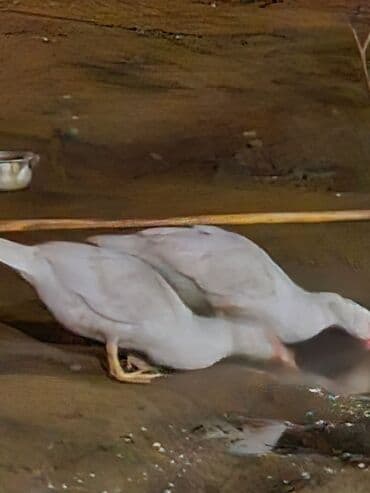 Erkək, Ətlik, Pulsuz çatdırılma