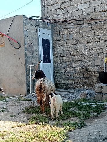 saanen kecileri: Dişi, Zanen, il: 1, 60 kq, Damazlıq, Südlük, Ətlik, Pulsuz çatdırılma — 7