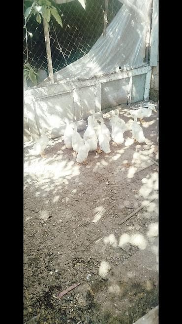 otlar sekilleri: Ağ rəngli ördək balaları - Cins: ehtimalən Pekin tipli ağ ətlik ördək — 3
