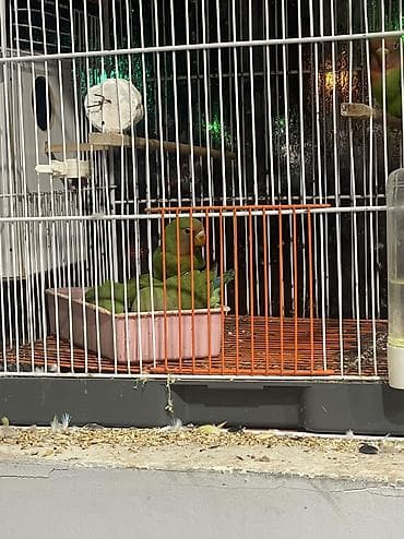 25/30 gündü yuvasan çıxıb aktiv sevimli balalardı ələ öyreşdiremin tam