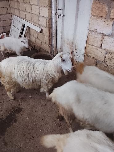 Atlar: Məhsul: Ağ rəngli keçilər (qrupla) Təsvir: 7 ədədi dişi 1 ədədi ərkəy — 7