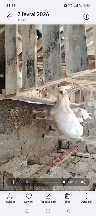 sud pompasi: Salam keci südü var hər gün teze süd olur və damazdıqa 1 aylıq — 2