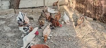 bantam: Toyuq, Damazlıq — 7