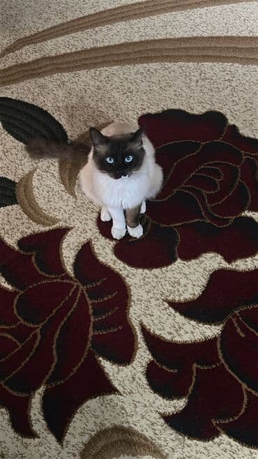 Gəmiricilər: Cütləşmə üçün — 5