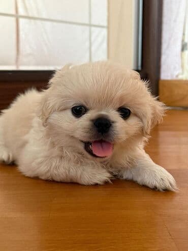 ağ afcarka: Pekines, 2 ay, Erkek, Peyvəndli — 4