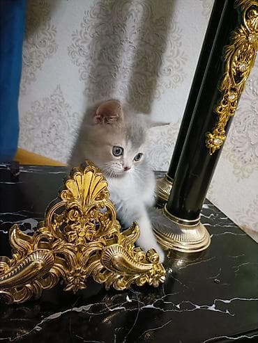 boyumeyen pisik: Britan — 2