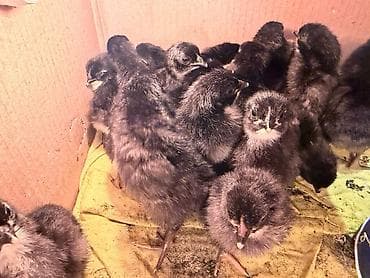 cuce satisi: Temiz qan Australorp cuceleri .3-gunluk 3 manat,20 gunluk -5manat — 8