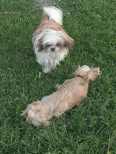 pulsuz it sahiblənmək: Pekines, 8 ay, Erkek, Ödənişli çatdırılma — 8