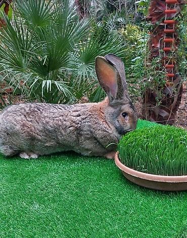 K/t heyvanları üçün mallar: Wekilde gorduyunuz 7 ayliq Rizen erkek satilir qan temiz bir — 2