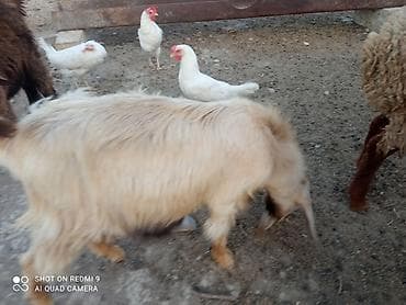 cins toyuqlarin satisi: Ana bala Sani cavan heyvadır balası 5aylıqdır erkək diri cəki 26kq — 4