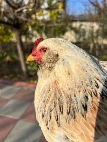 kend teserrufati: Toyuq, Yumurtalıq — 6