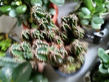 etotu bitkisi: Məhsul: Ev və ofis üçün dekorativ sukulent və kaktus kolleksiyası - — 4