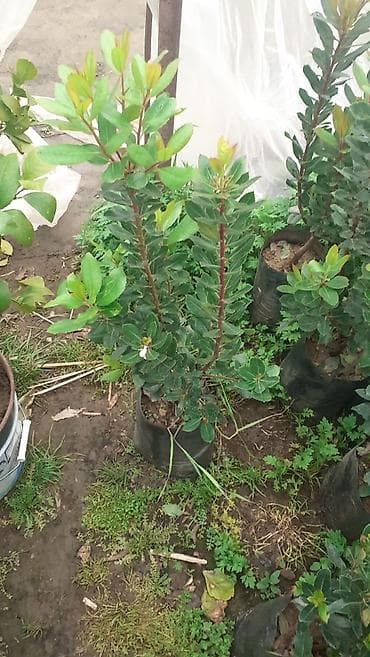 Hedera (Qırmızı zoğalı həmişəyaşıl dekorativ kol) – konteynerdə