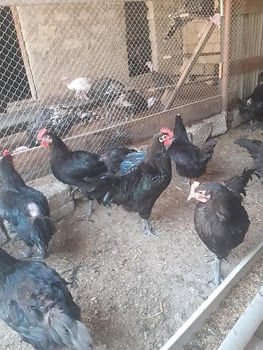 doberman satılık: Alman cinsi.Uzun quyruq Australorp təmiz cins.Xoruzlar satılır.Öz — 4