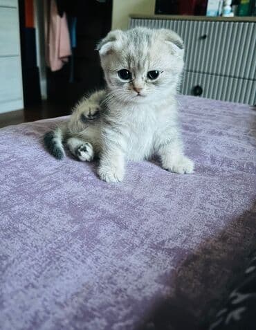 şotland pişiyi qiymeti: Şotland yastı qulaq, Erkək, Yaxşı əllərə, Ünvandan götürmə, Ödənişli çatdırılma — 3