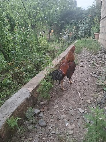 quşlar: 1 illik son qiymet 40 azn — 4