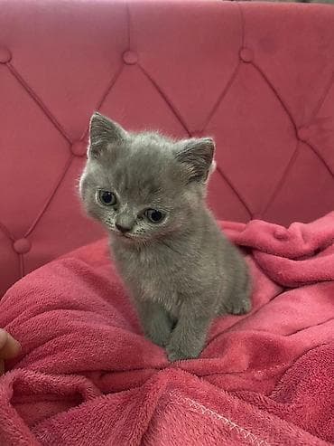 sirin heyvan adlari: Boz rəngli balaca pişiklər – tüklü, yumşaq və çox mehriban Təsvir: - — 6