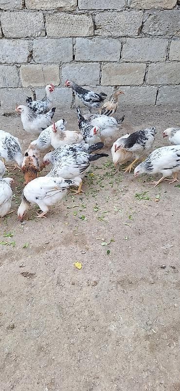 Yerlik (qarışıq rəngli) cücələr – yumurta və ət istiqamətli lalafo.az -da Yerlik (qarışıq rəngli) cücələr – yumurta və ət istiqamətli