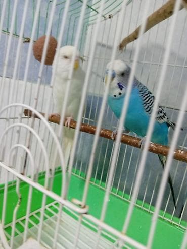 çex tutuquşu: Tutuquşu dəsti satılır Qəfəslə birlikdə üstündə Yemi 1 banka,Mil — 4