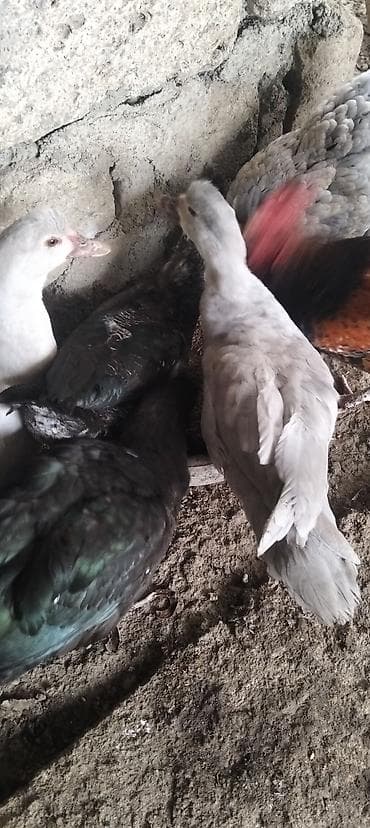 lal ordek satilir: Putun növ heyvanların satışı var size ne cür heyvan lazimdasa bize — 8