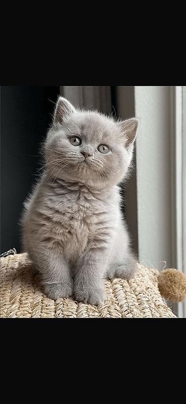 ucuz pişik: Şotland, Erkək, Dişi, Ünvandan götürmə, Ödənişli çatdırılma — 2