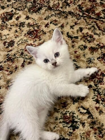 pişiy adları: Britan — 3