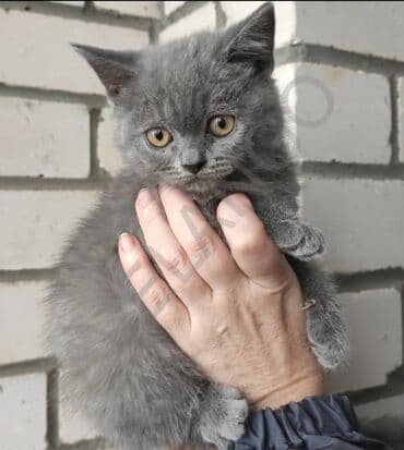 Информатика: Британская, Самец, В добрые руки, Платная доставка — 1